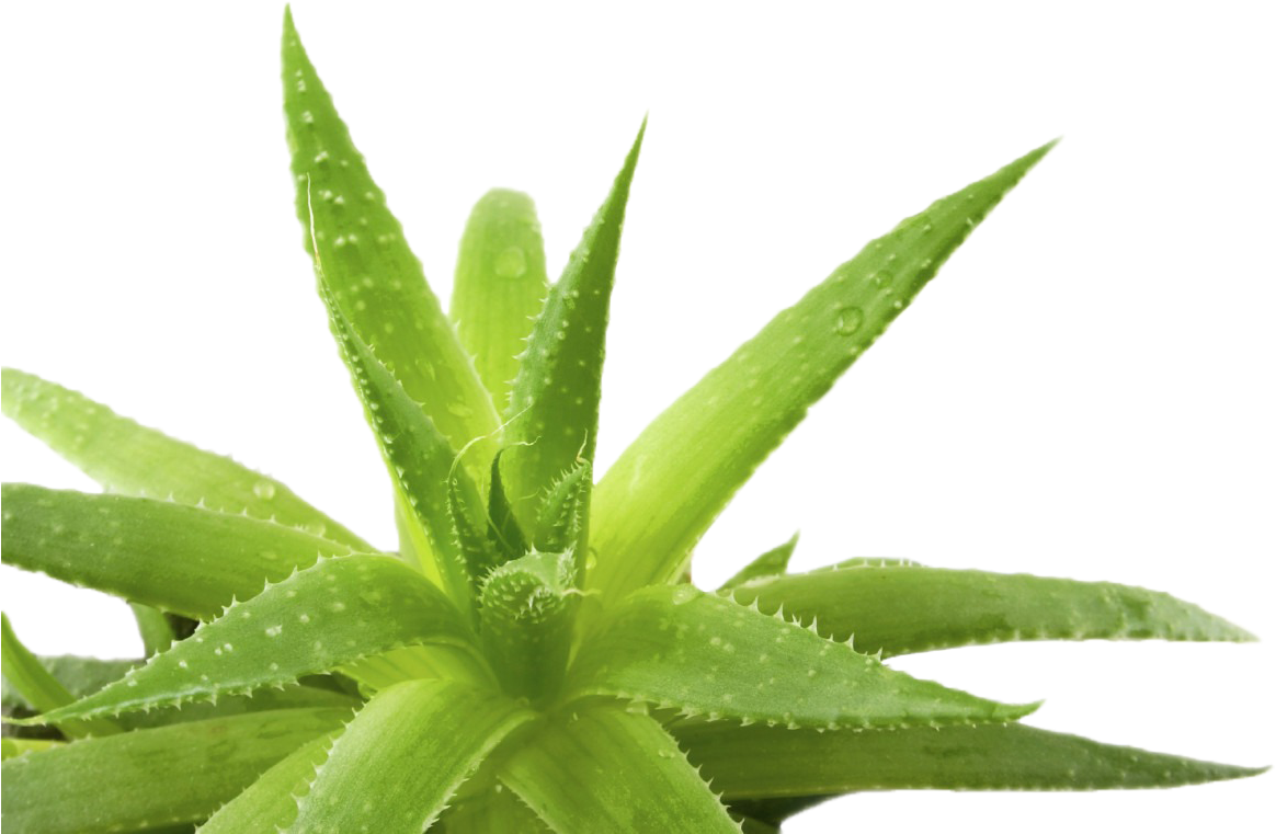 Fresh Aloe Vera Plant PNG