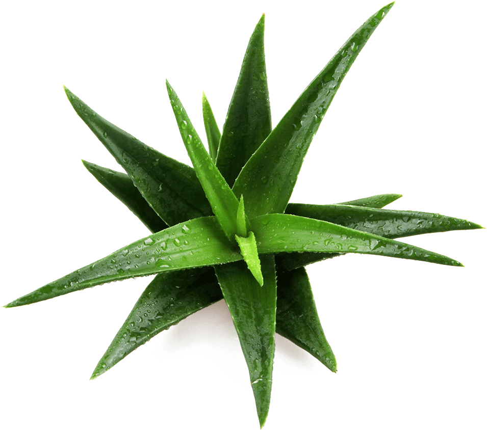 Fresh Aloe Vera Plantwith Dew Drops.png PNG