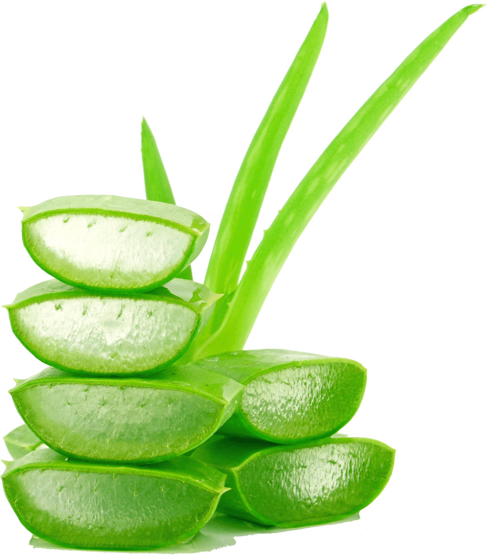 Fresh Aloe Vera Slicesand Leaves PNG