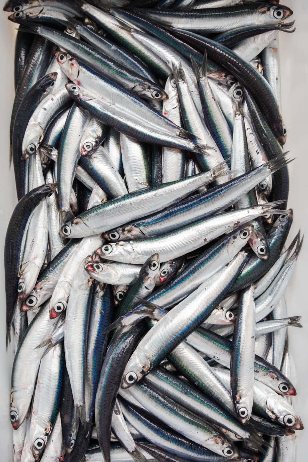 Fresh Anchovies Top View Wallpaper