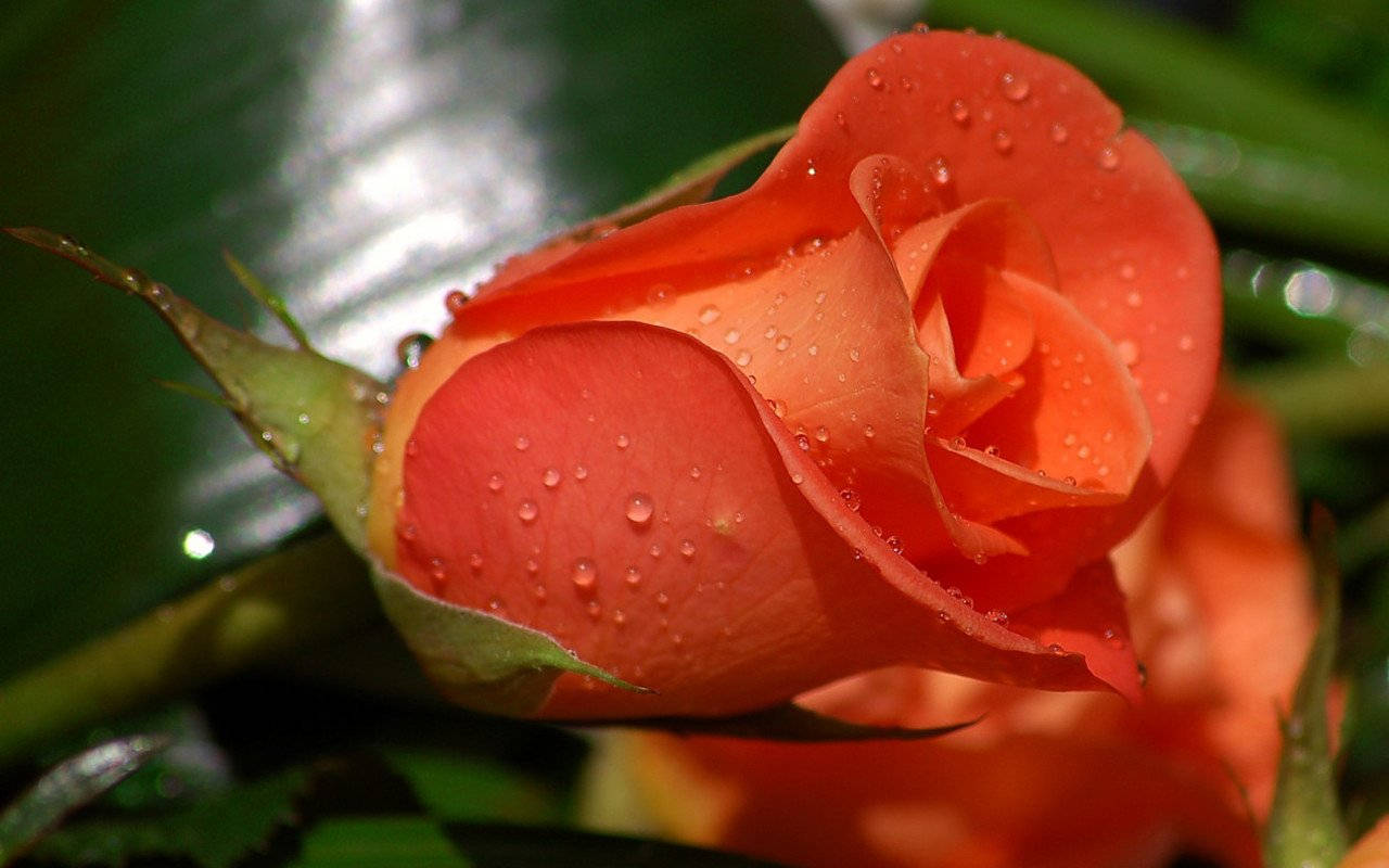 Frisk og smuk rose blomst baggrundsdesign Wallpaper
