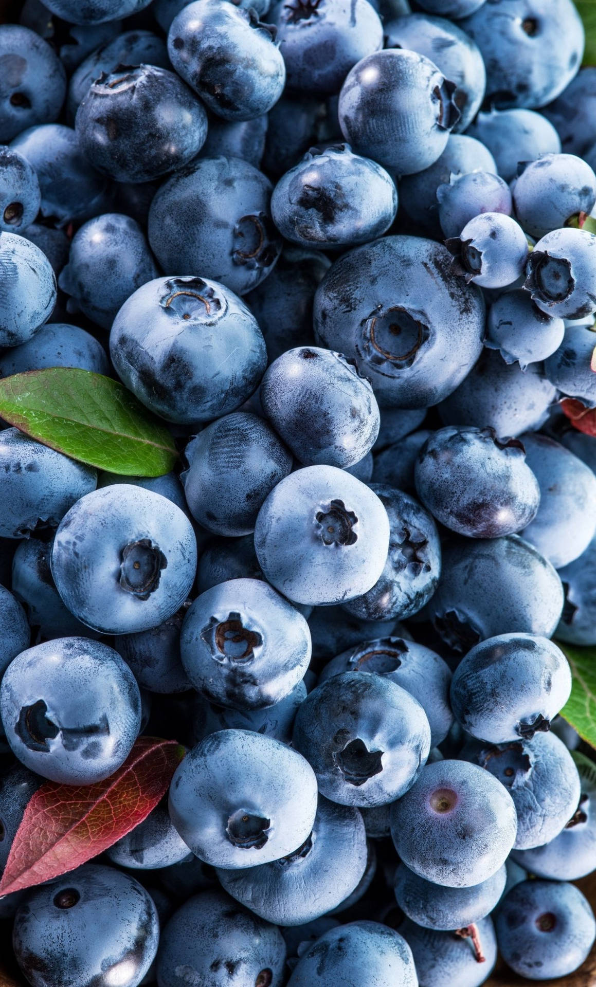 Fresh And Healthy Blueberries Wallpaper