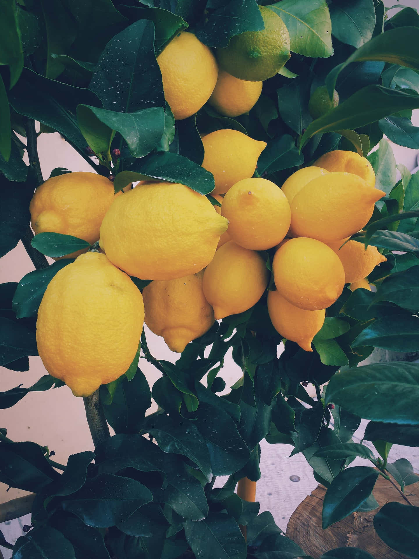 Fresh And Vibrant Lemon Background
