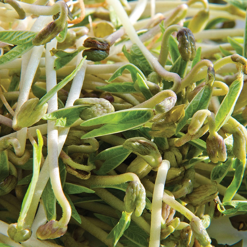 Fresh And Vibrant Mung Bean Sprouts Vegetable Wallpaper