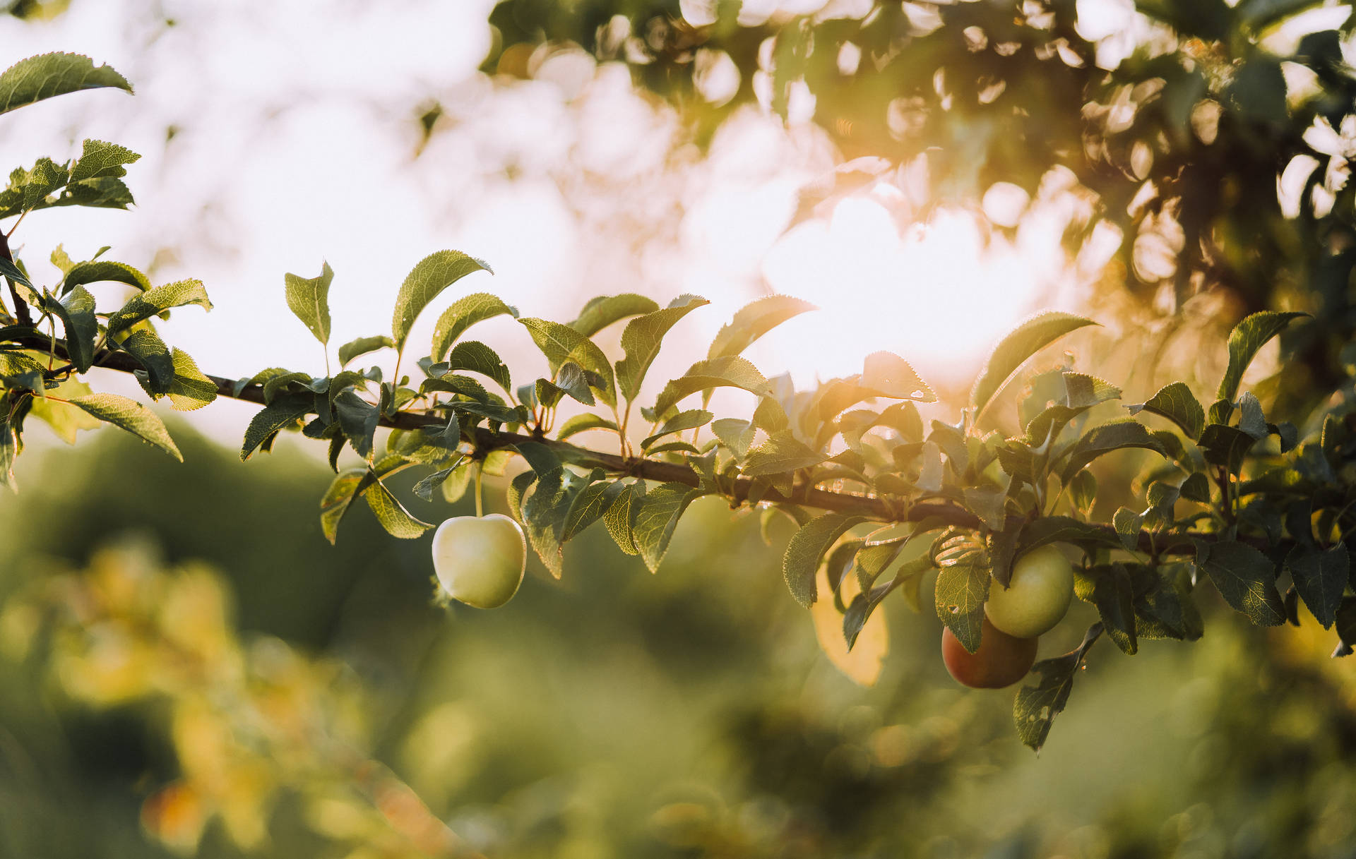 Frescasfrutas De Manzana Creciendo En Un Árbol. Fondo de pantalla