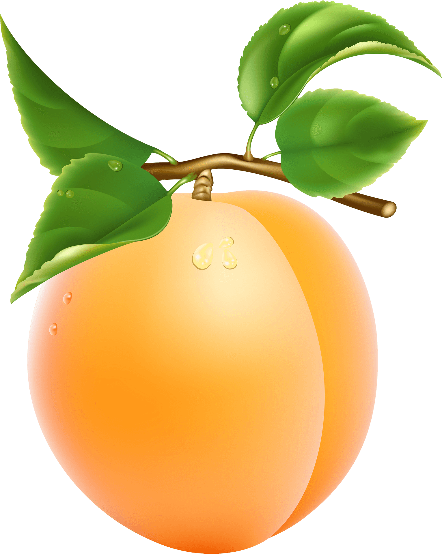 Fresh Apricot With Dew Drops PNG