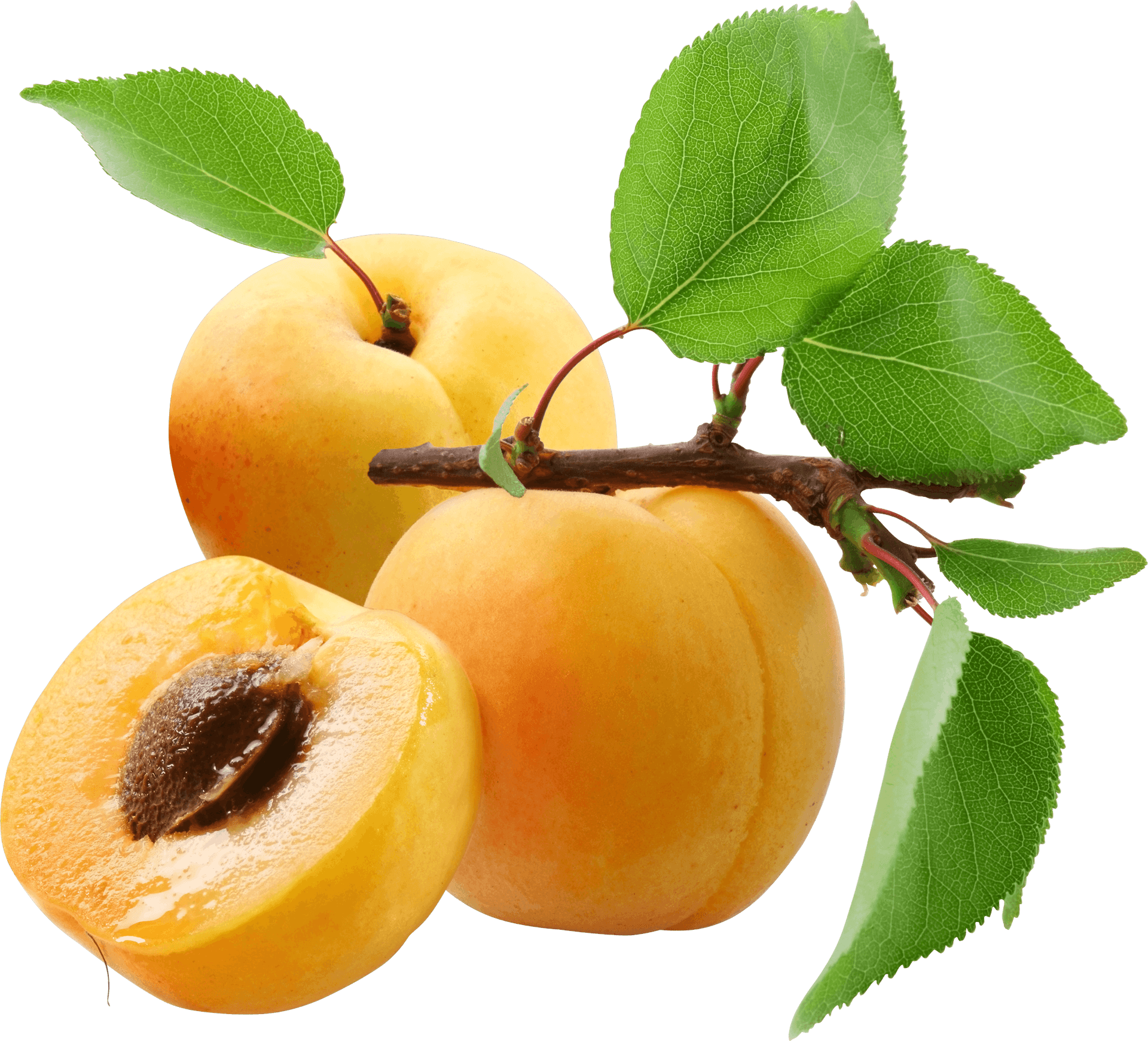 Fresh Apricots Branch Transparent Background PNG