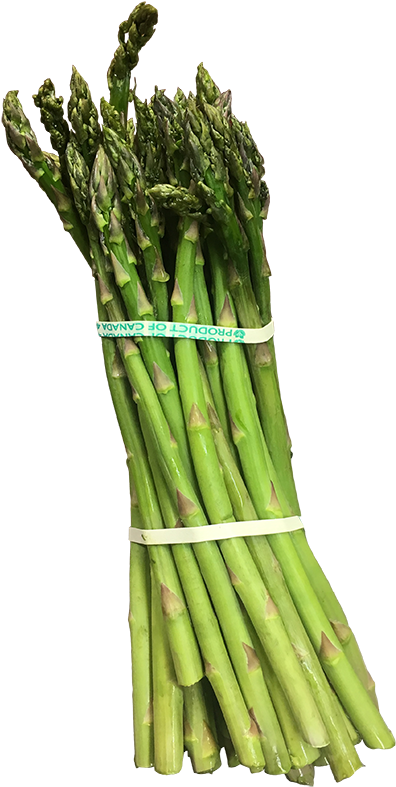 Fresh Asparagus Bunch PNG