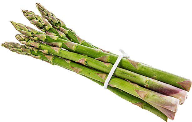 Fresh Asparagus Bunch PNG