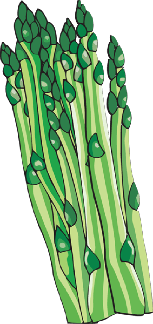 Fresh Asparagus Bunch Illustration PNG