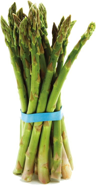 Fresh Asparagus Bunch Isolated PNG