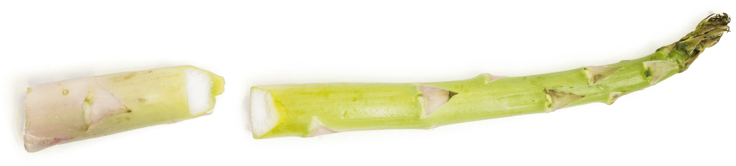 Fresh Asparagus Stalk Cut Transparent Background PNG