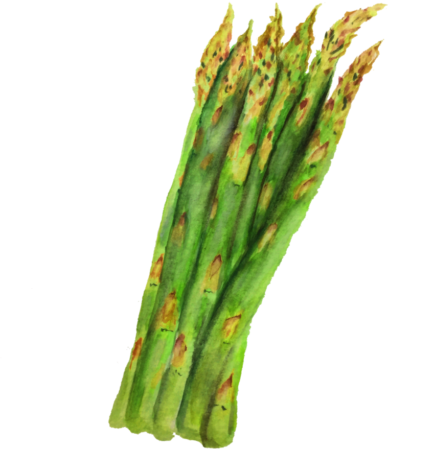 Fresh Asparagus Watercolor Illustration PNG
