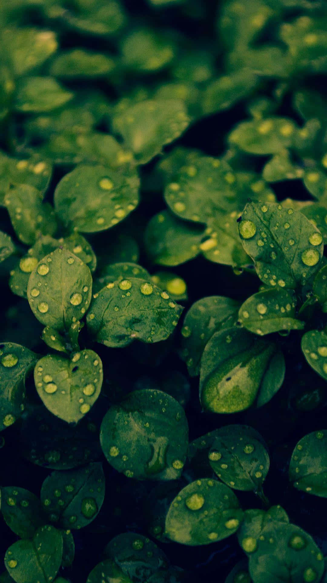 Green Leaves With Water Droplets On Them