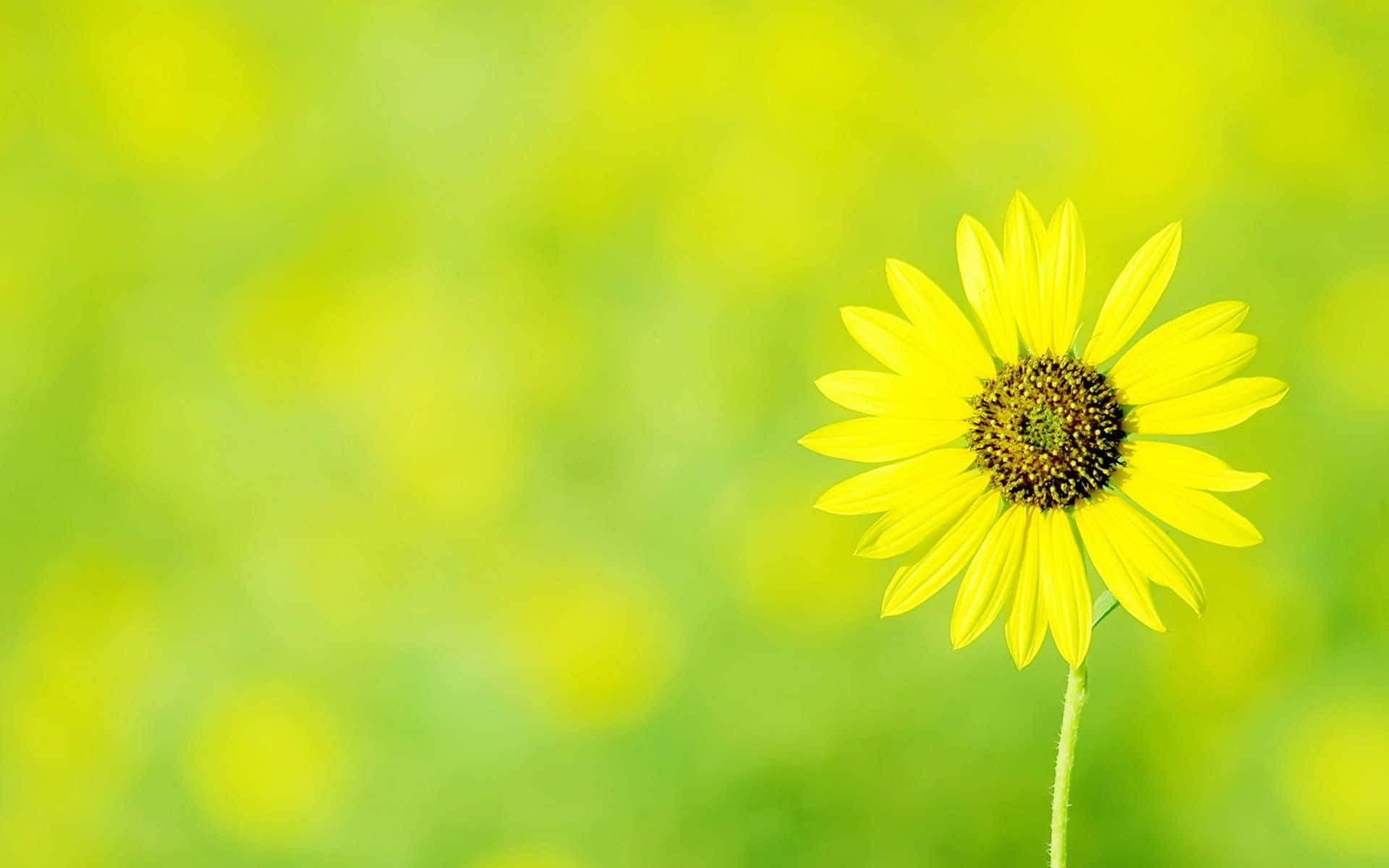 Eineeinzelne Gelbe Sonnenblume Auf Einem Grünen Feld