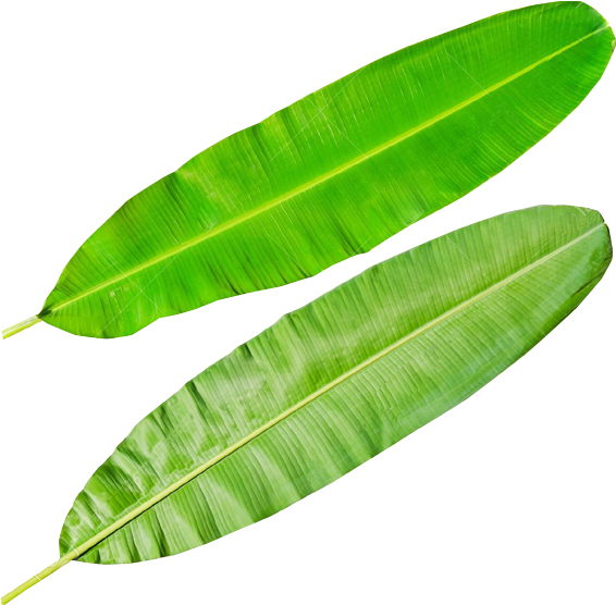 Fresh Banana Leaves Isolated PNG