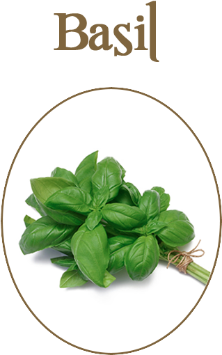 Fresh Basil Herbs Image PNG