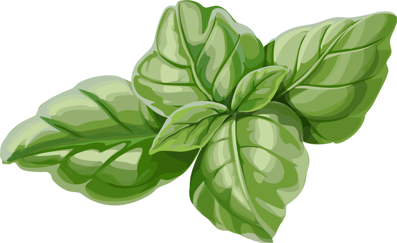 Fresh Basil Leaves Illustration PNG