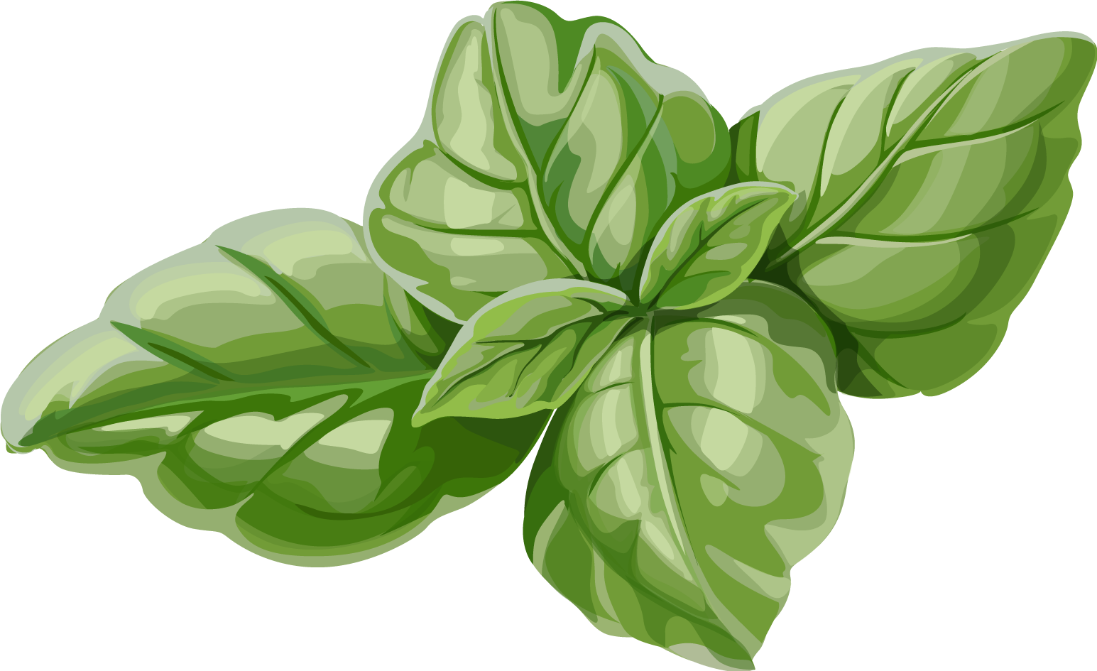 100 Basil Png Images Wallpapers