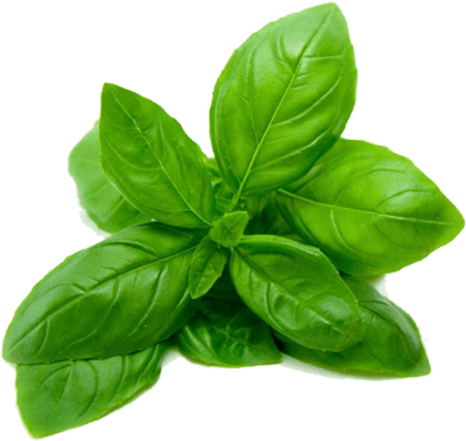 Fresh Basil Leaves Isolated.png PNG