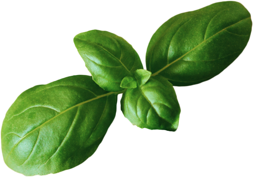 Fresh Basil Leaves Isolated.png PNG