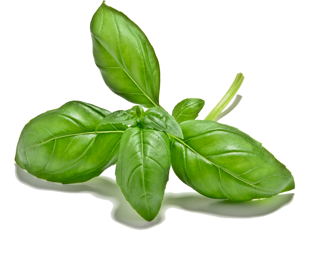 Fresh Basil Leaves Isolated.png PNG
