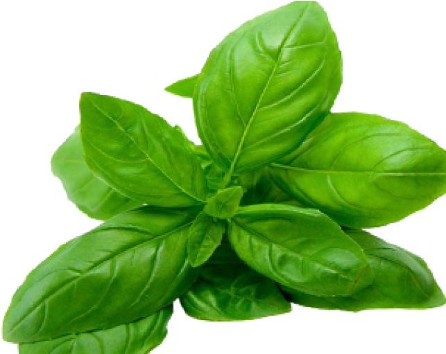 Fresh Basil Leaves.png PNG