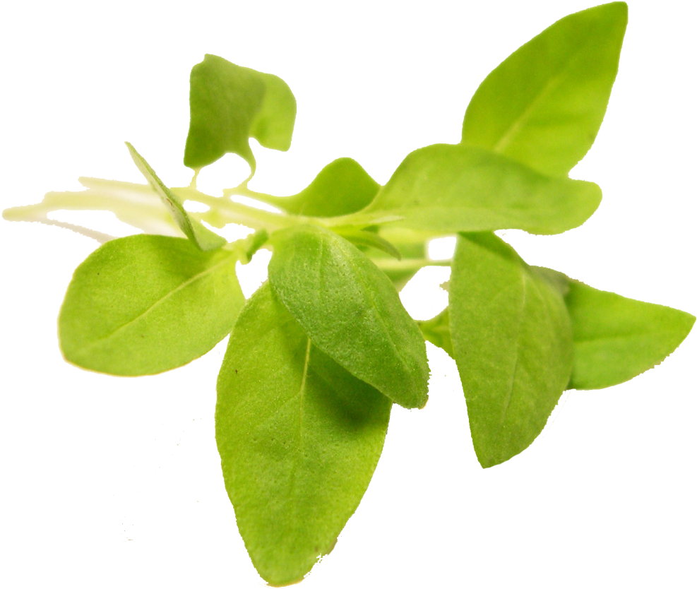 Fresh Basil Leaves Transparent Background PNG