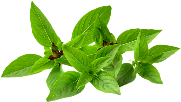 Download Fresh Basil Leaves Transparent Background | Wallpapers.com