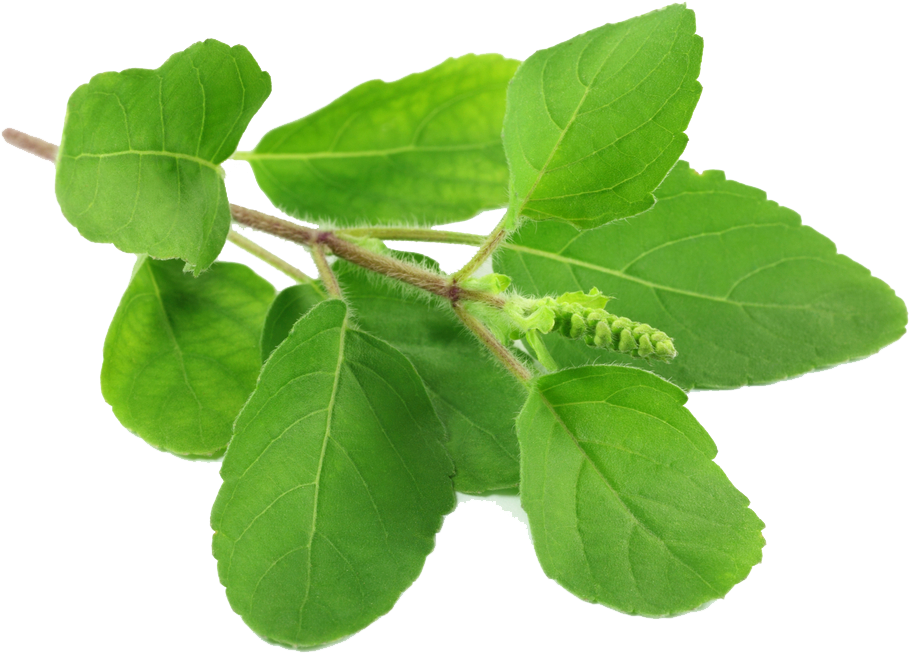 Fresh Basil Leaves Transparent Background PNG