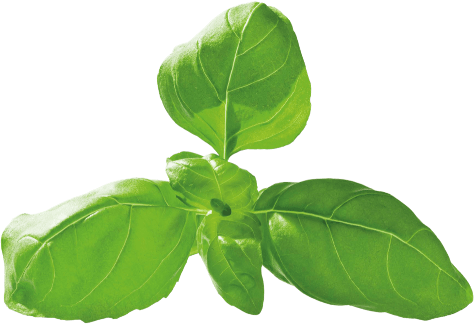 Fresh Basil Leaves Transparent Background PNG