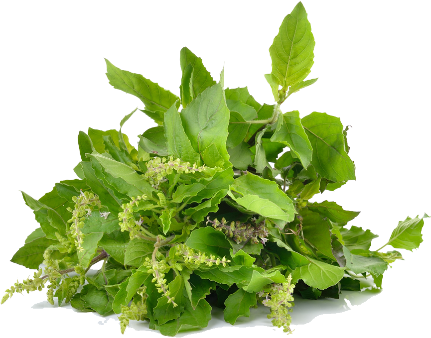 Fresh Basil Leavesand Flowers.png PNG