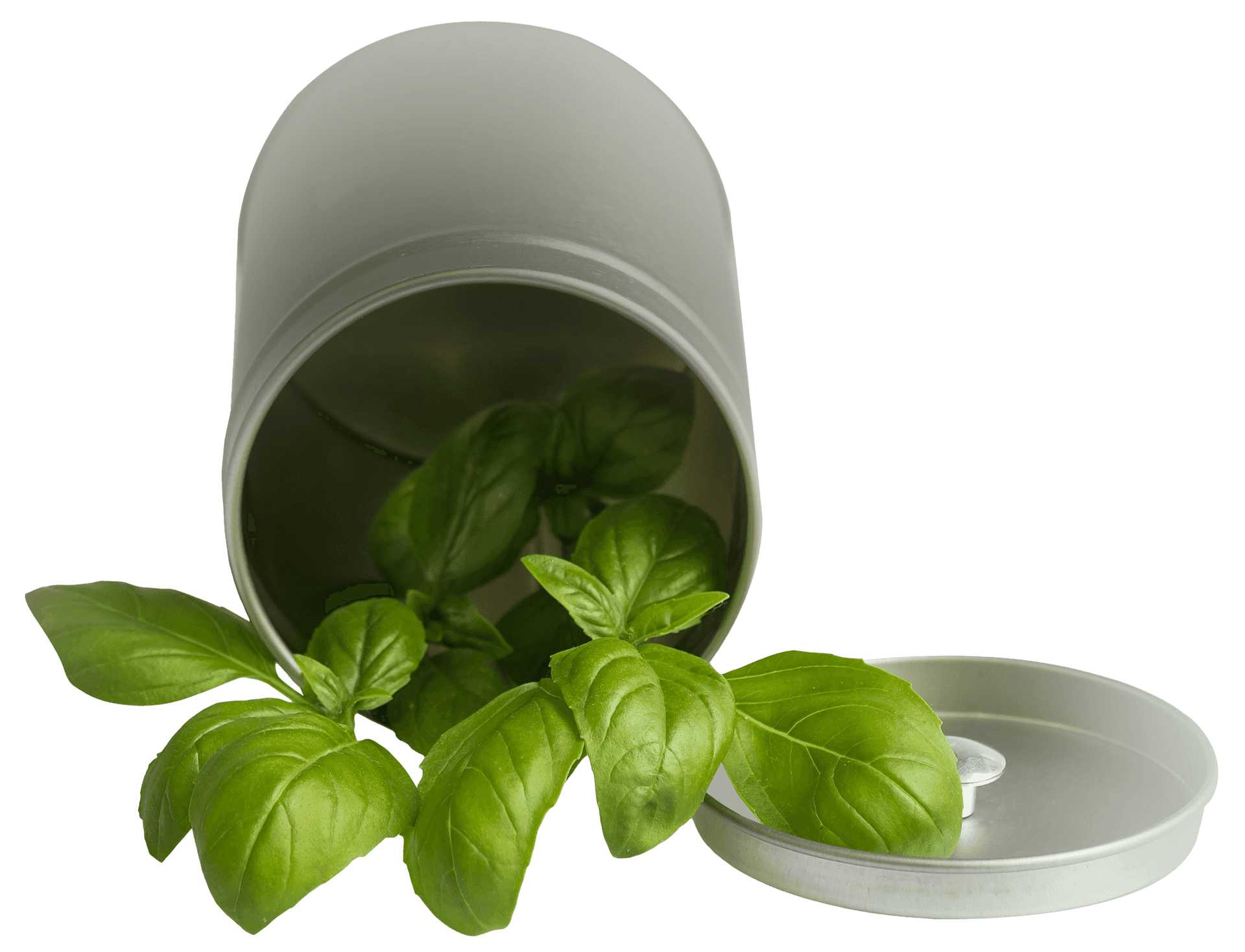 Fresh Basil Leavesin Container PNG