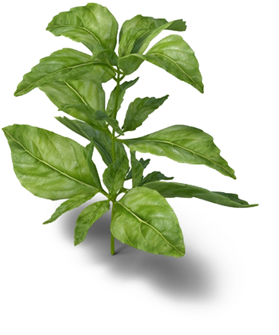 Fresh Basil Plant Isolated.png PNG