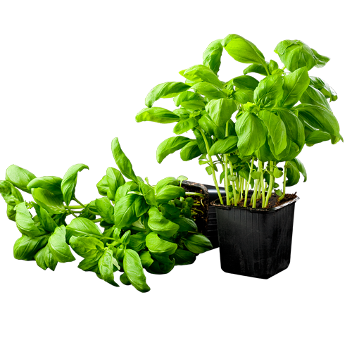 Fresh Basil Plantin Pot PNG