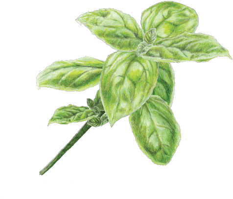 Fresh Basil Sketch PNG