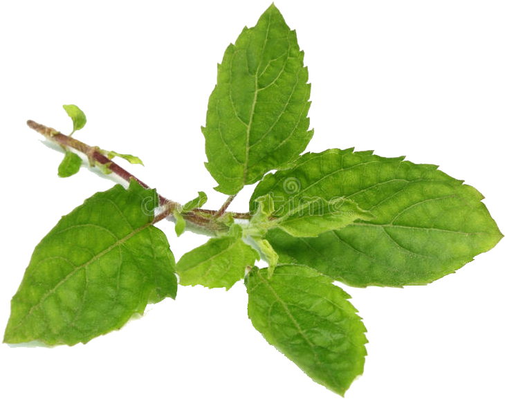 Fresh Basil Sprig.png PNG