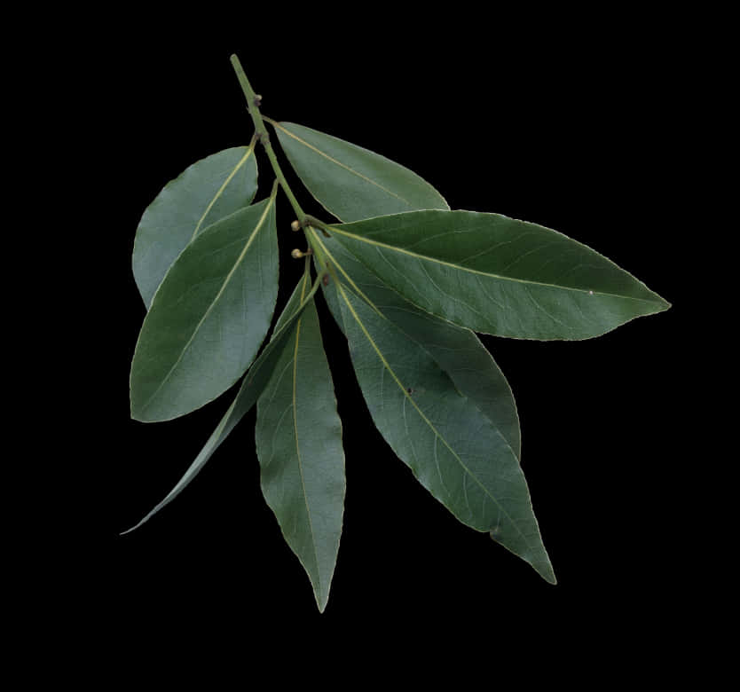 Fresh Bay Leaves Against Black Background PNG