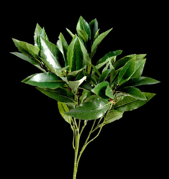 Fresh Bay Leaves Against Black Background.jpg PNG