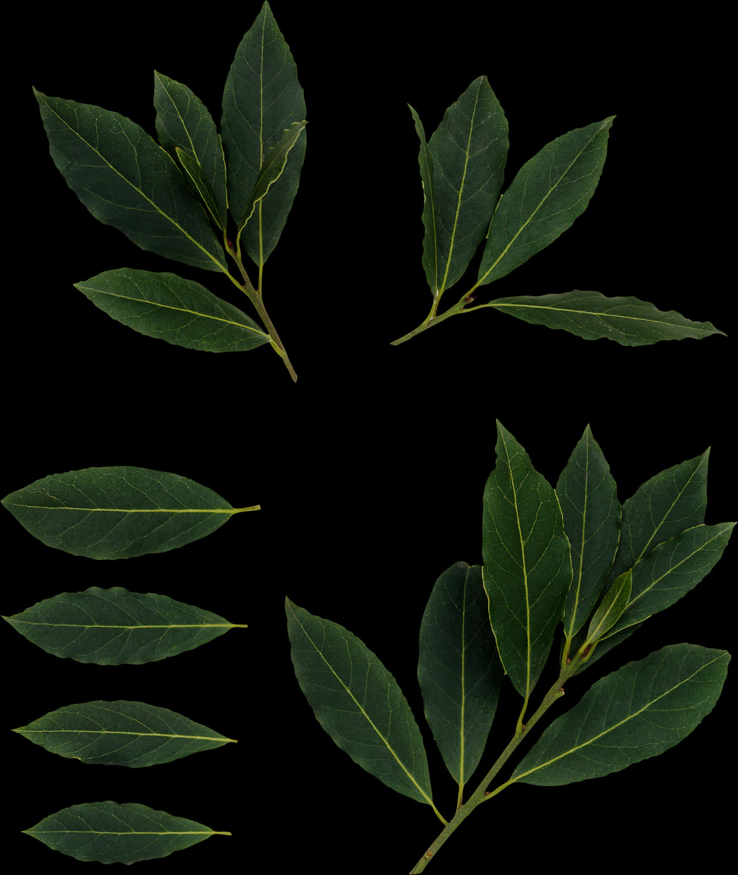 Fresh Bay Leaves Against Black Background PNG