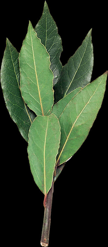 Fresh Bay Leaves Against Black Background PNG