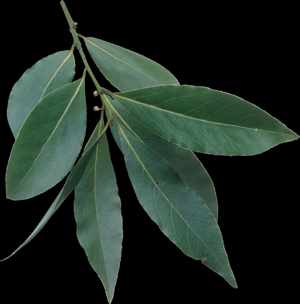 Fresh Bay Leaves Branch PNG