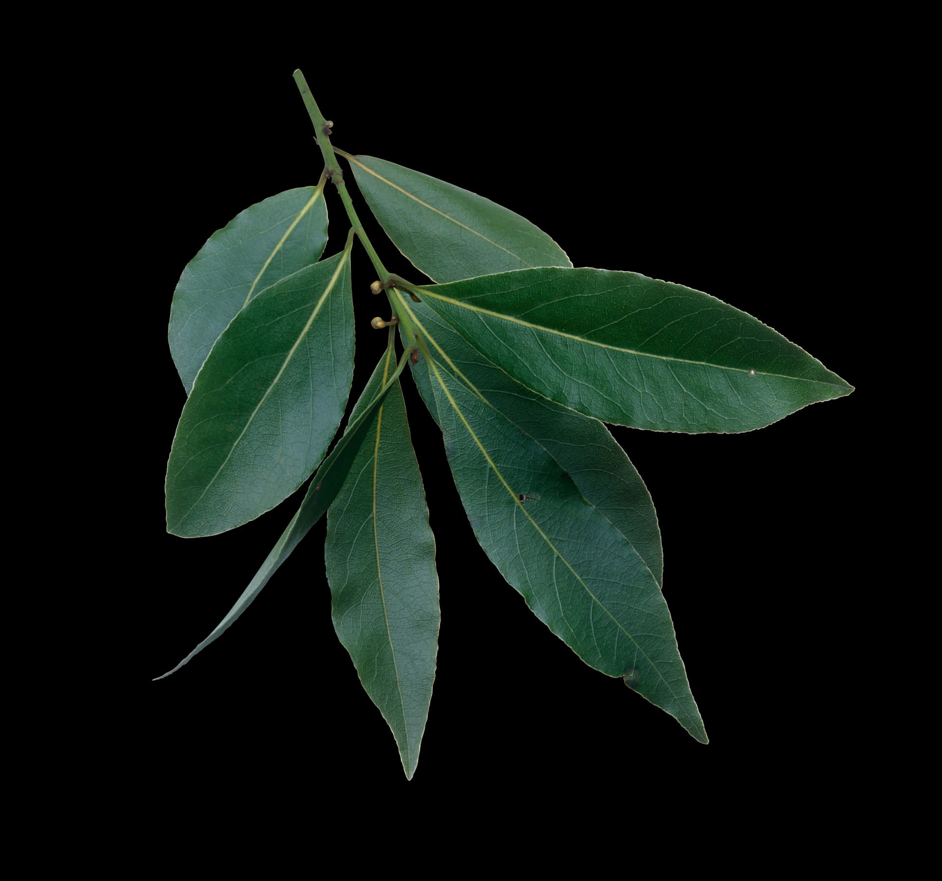 Fresh Bayleaf Sprig Black Background PNG