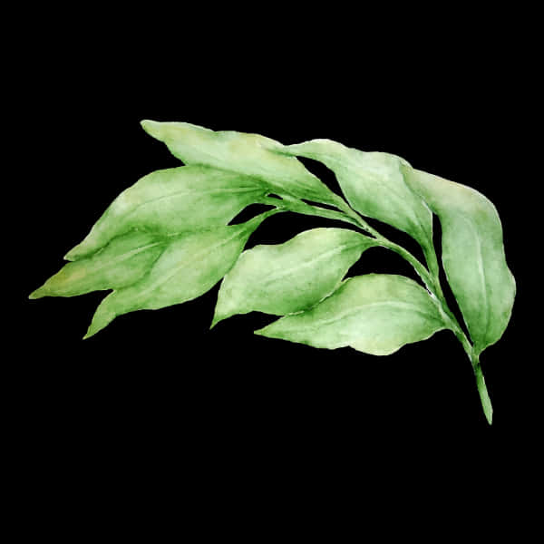 Fresh Bayleafon Black Background PNG