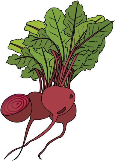 Fresh Beetrootand Leaves Illustration PNG