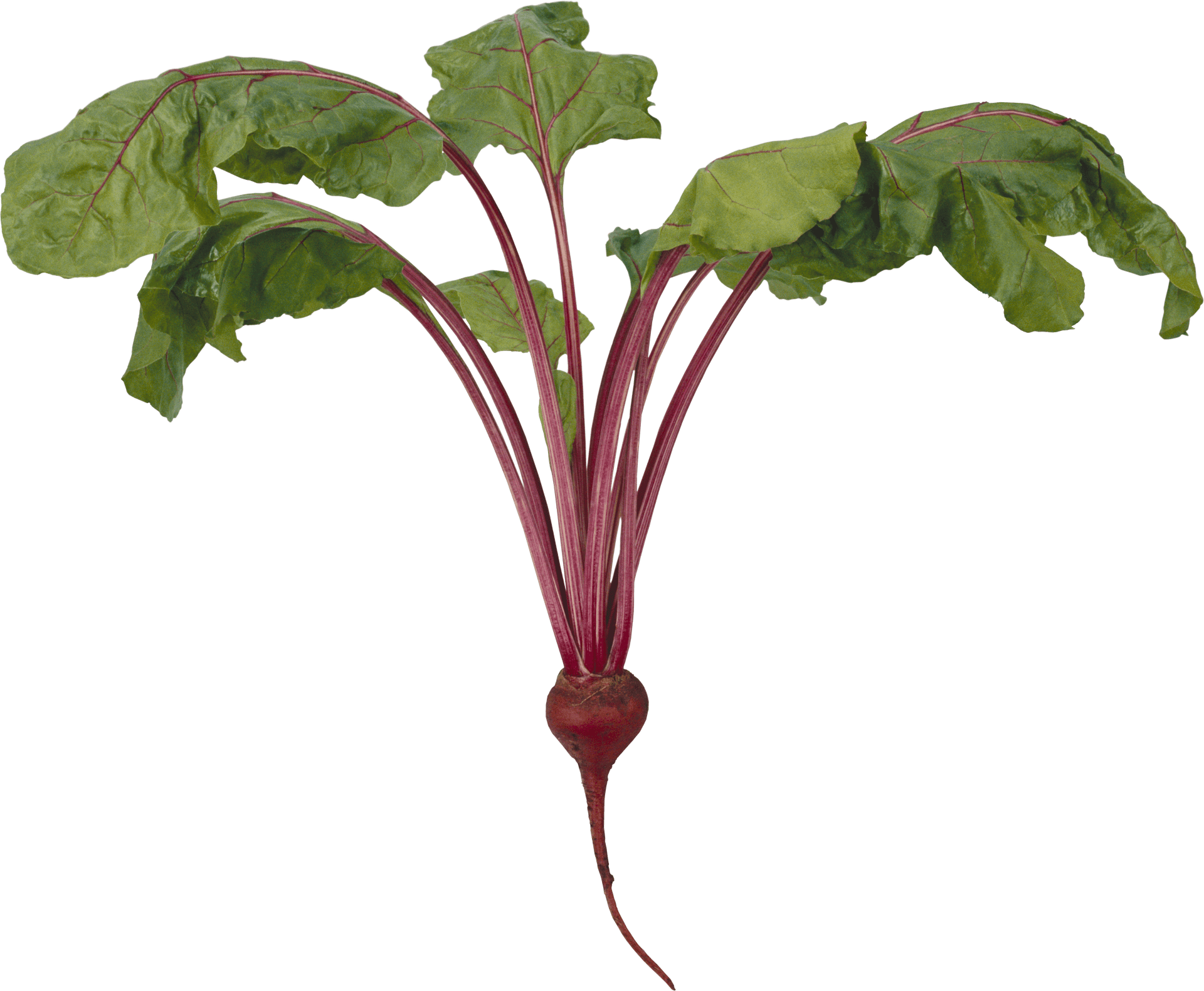 Fresh Beetrootwith Leaves PNG