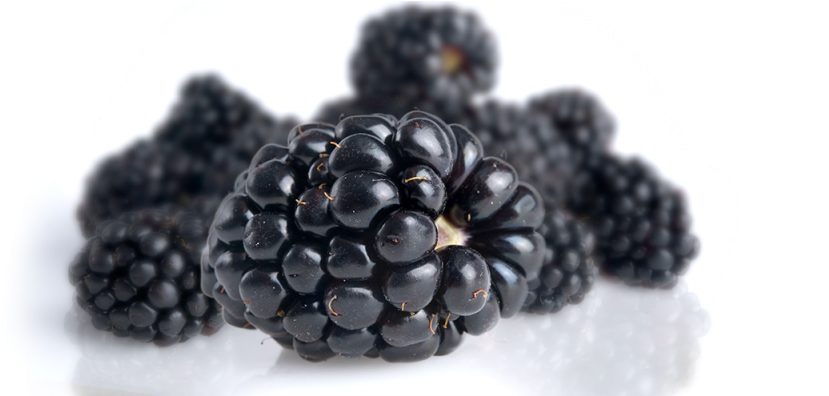 Fresh Blackberries Display PNG