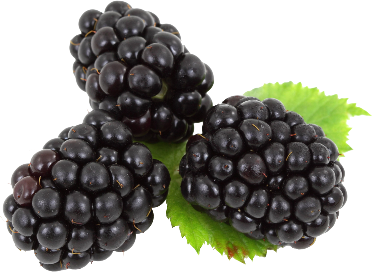 Fresh Blackberrieswith Leaf PNG