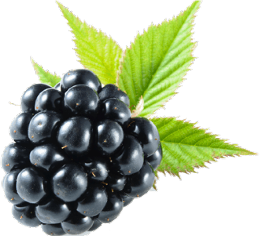 Fresh Blackberrywith Leaves PNG