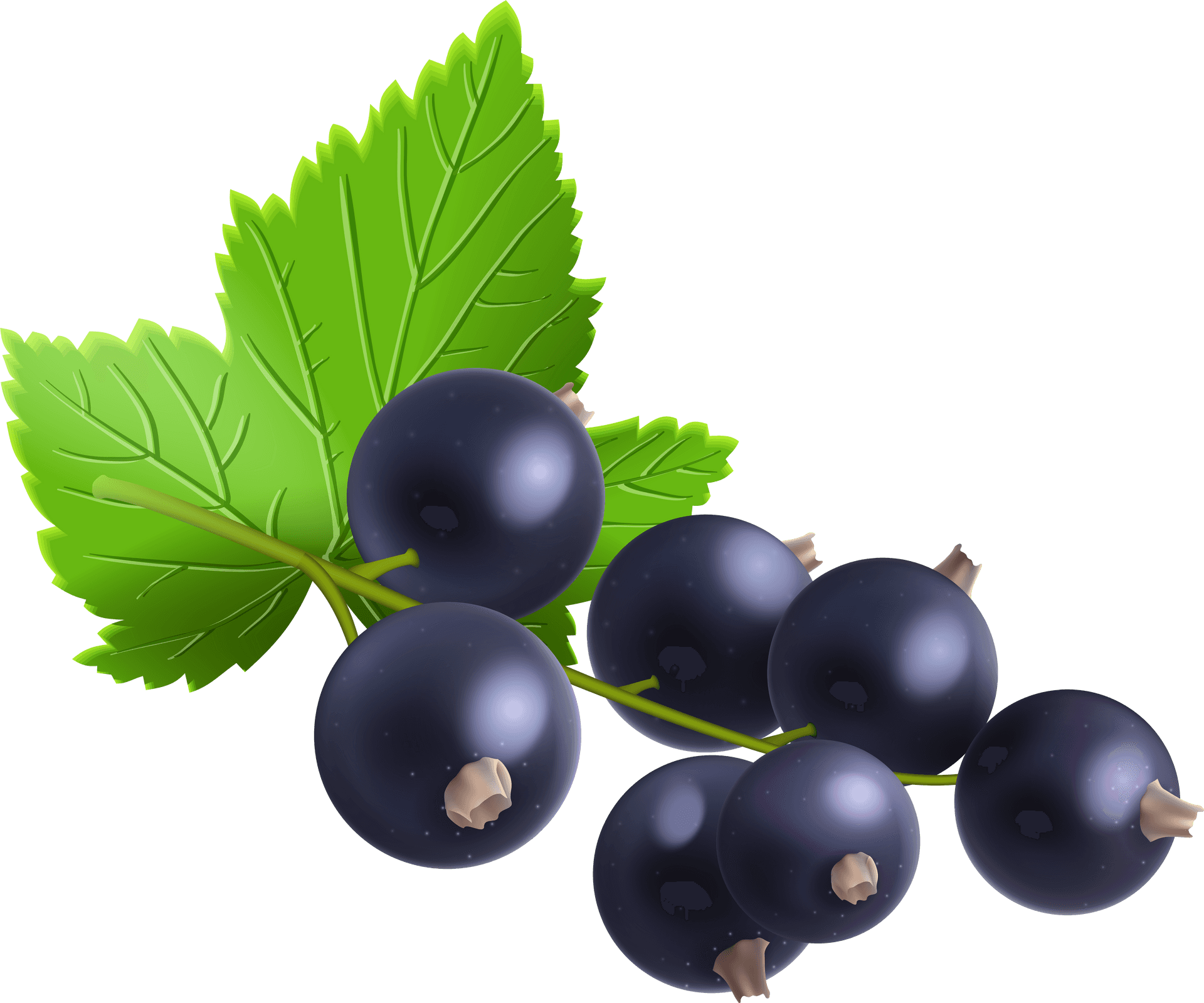 Fresh Blackcurrant Berrieswith Leaves PNG